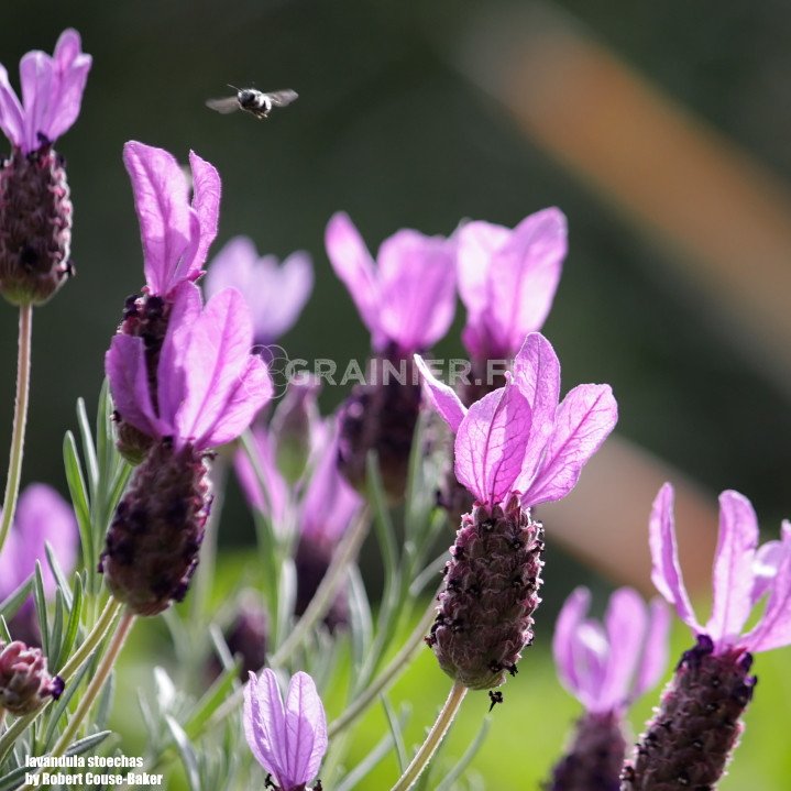 Lavandula stoechas, Spanish lavender, topped lavender image